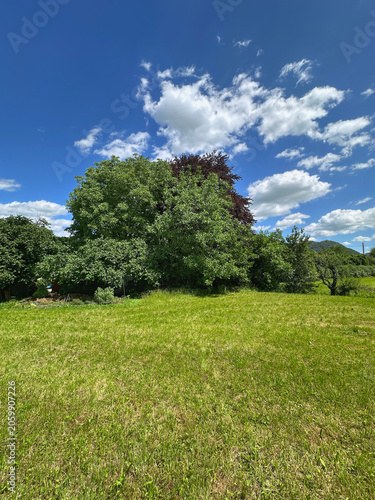 green grass and blue sky