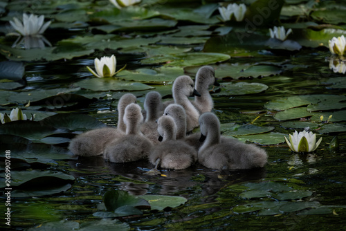 Vászonkép Fluffy swan cygnets swimming among water lilies on a pond
