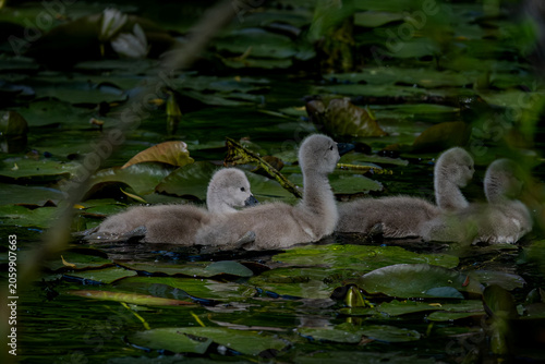 Canvas-taulu Fluffy swan cygnets swimming among water lilies on a pond