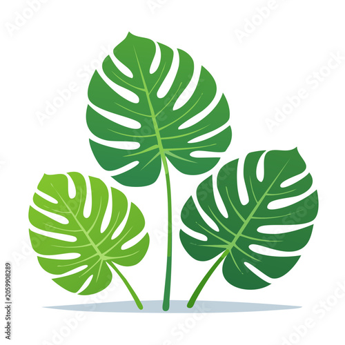 Monstera Leaves Flat Design Illustration
