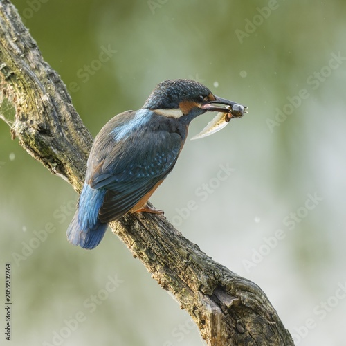 Kingfisher (Alcedo atthis) sitting on an old branch, perch, with tadpole prey in its beak, Lower Saxony, Germany