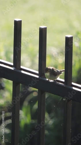 A grey warbler sits and sings on an iron fence rail
