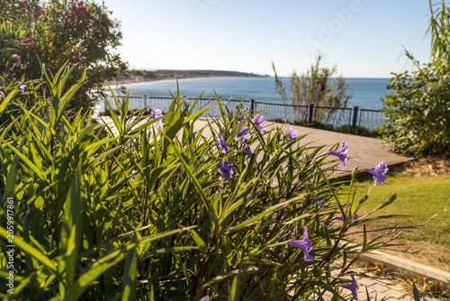 Schilderij op canvas Purple ruellia flower blooming on green shrub near coastal promenade walkway in morning sun