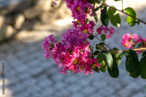 Pink lagerstroemia indica flower blooming on branch with green leaf close up. Beautiful crape myrtle blossom in morning sun, summer garden park walkway bokeh background, Mediterranean.