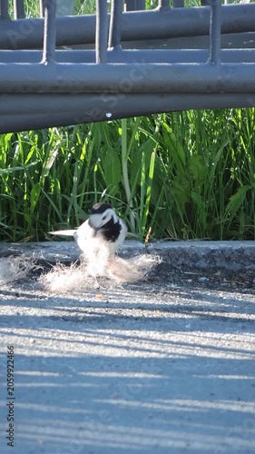 The white wagtail collects fluff for the nest