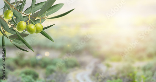 Olive tree branch with ripe fruits and green leaves. Natural Mediterranean background with blurred copy space. Organic, bio and sustainable products and farming. Healthy cooking and diet