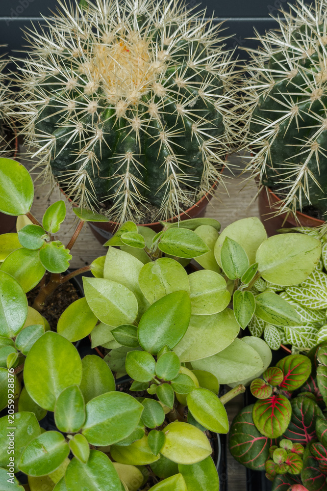 Fototapeta premium Healthy variety of potted succulent cacti with sharp spines and lush green leafy houseplants