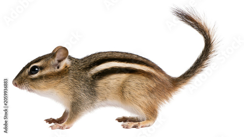 Foto Chipmunk with striped fur and bushy tail