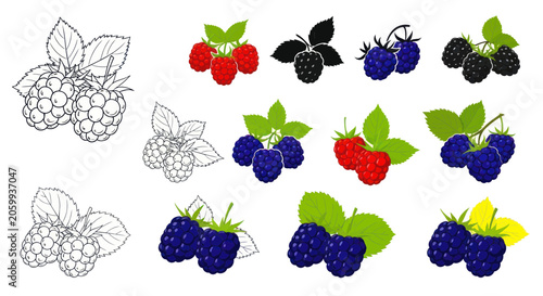 Raspberries and blackberries in various drawing styles with leaves