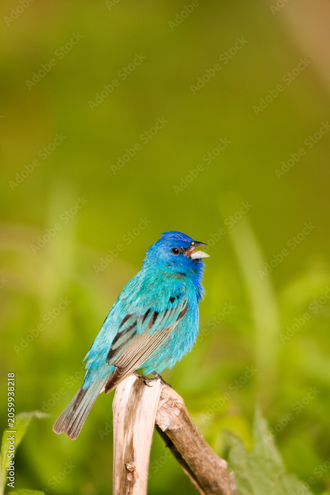 Fototapeta premium 01536-023.01 Indigo Bunting (Passerina cyanea) male singing, Marion Co. IL