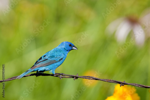 01536-02709 Indigo Bunting (Passerina cyanea) male on barbed wire fence in flower garden, Marion Co., IL