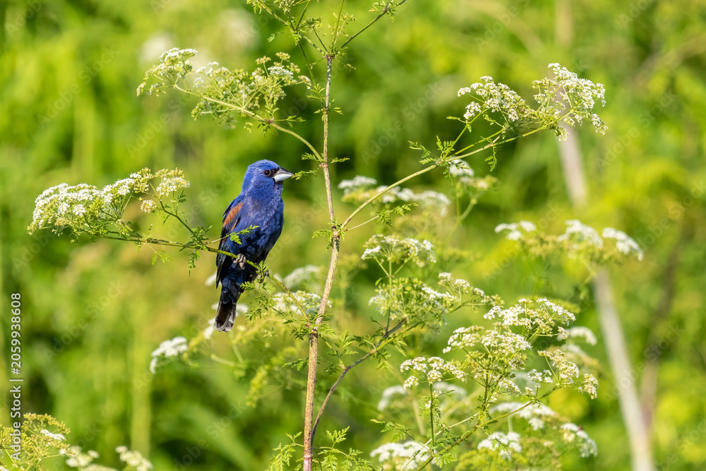 Fototapeta premium 01533-00918 Blue Grosbeak (Passerina caerulea) male perched on Poison Hemlock (Conium maculatum) Marion Co. IL
