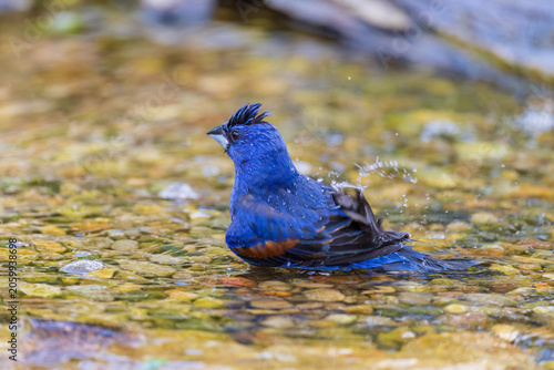 Canvas Print 01533-01217 Blue Grosbeak (Passerina caerulea) male bathing Marion Co