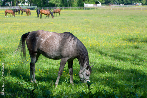 Piękna szara klacz pasąca się na pastwisku w otoczeniu innych koni. Janów Podlaski.