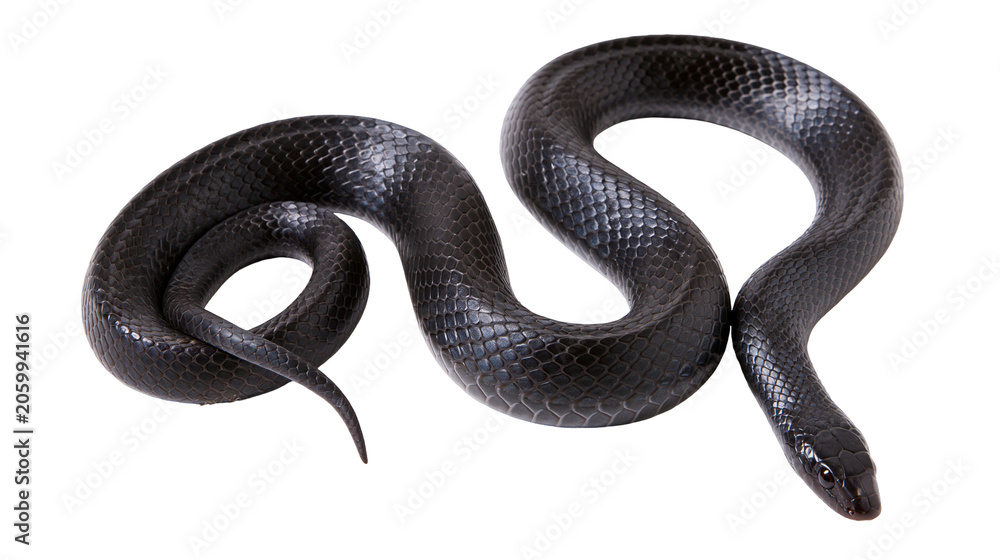 Fototapeta premium Black snake coiled on white