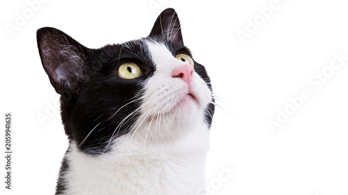 Картината върху платно Black and white cat looking up with yellow eyes and pink nose