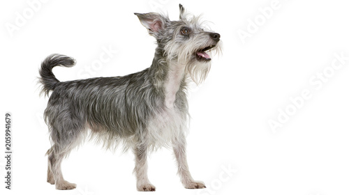 Photography Scruffy terrier mix dog with gray and white fur standing