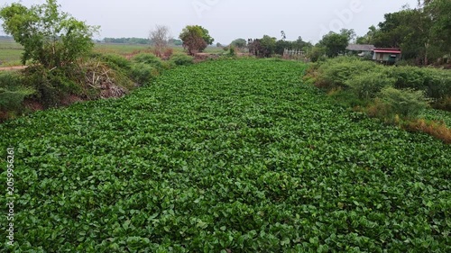 Water hyacinths in the canals.