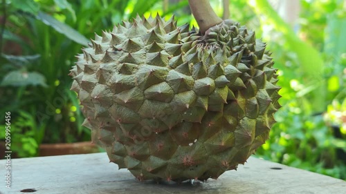 Close-up of a spiky Durian fruit, King of Fruits.