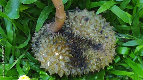 Close-up of a spiky Durian fruit, King of Fruits.
