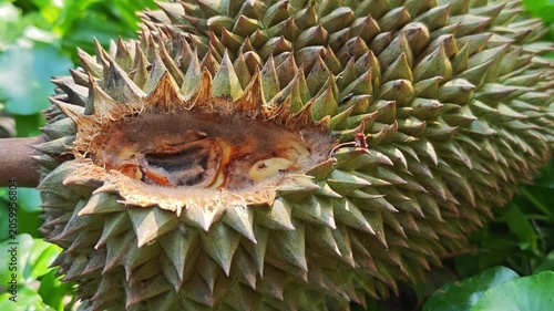 A squirrel bites a durian.