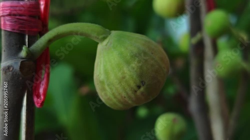 Figs on the branch of a fig tree