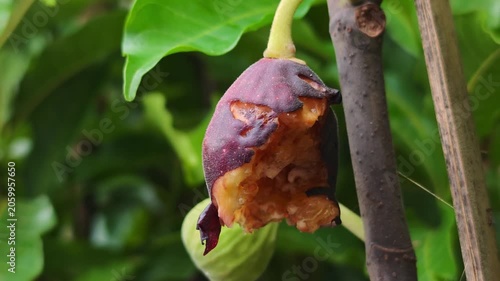 The squirrel is eating figs from the tree.