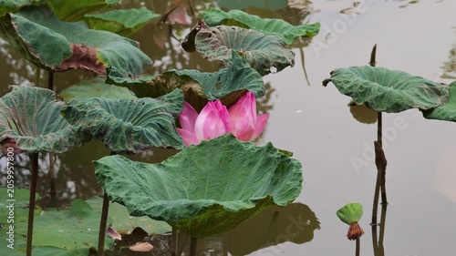 Pink lotus flower in bloom surrounded by lush green leaves.