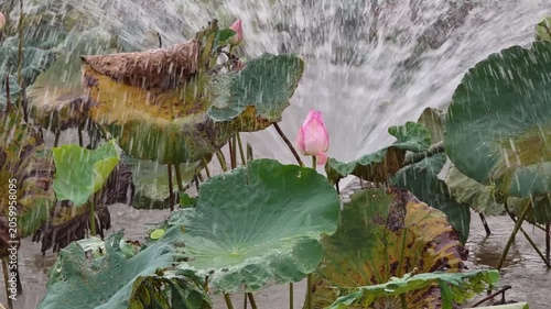 Pink lotus flowers are blooming amidst lush greenery and a fountain.