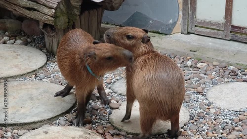 The baby capybara is cute.