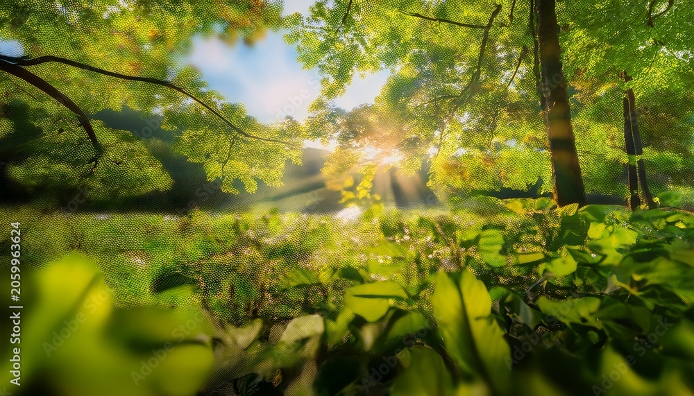Fototapeta premium Sunlight Shining Through Green Leaves In A Peaceful Natural Setting Creating A Warm And Tranquil Atmosphere In The Early Morning Or Late Afternoon Bokeh Nature Tree Blur With Sunlight Shining