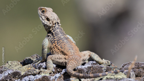 Photos Roughtail rock agama (Laudakia stellio) lizard sunbathing on a rock in the Cypru