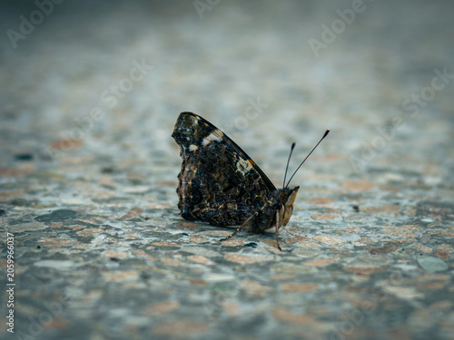 a butterfly on a granite surface