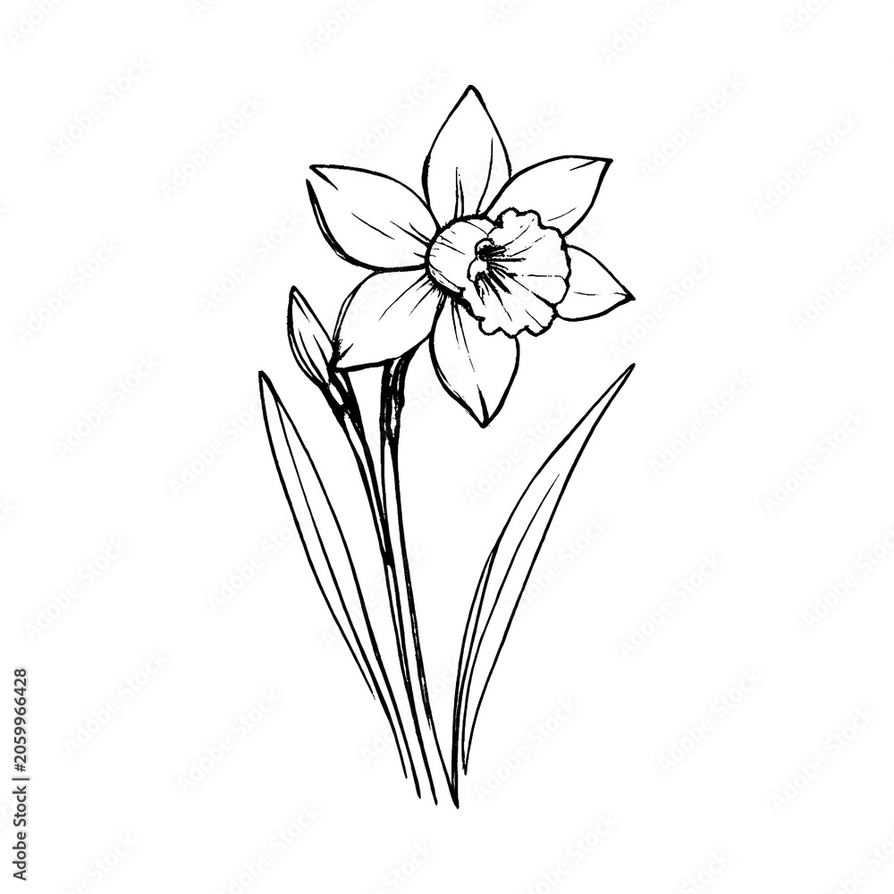 Fototapeta premium PNG Elegant daffodil sketch illustration