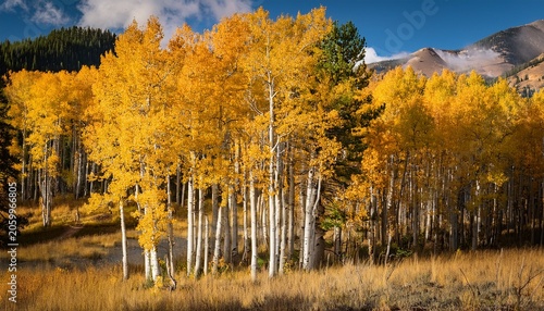 Colorado Aspen Trees