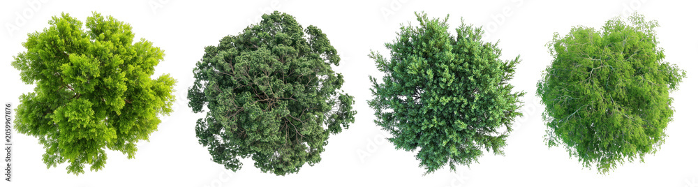 Fototapeta premium PNG Lush vibrant green tree tops, transparent background