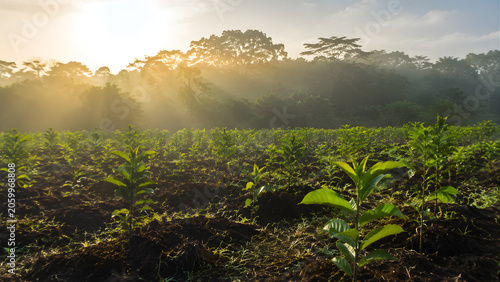 Sunbeams over young plants in a morning plantation field