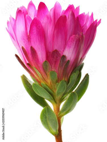 Bright Pink Flower with Green Leaves Isolated on White Background