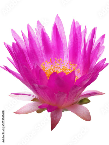 Vibrant Pink Water Lily Flower with Bright Yellow Center on Black Background