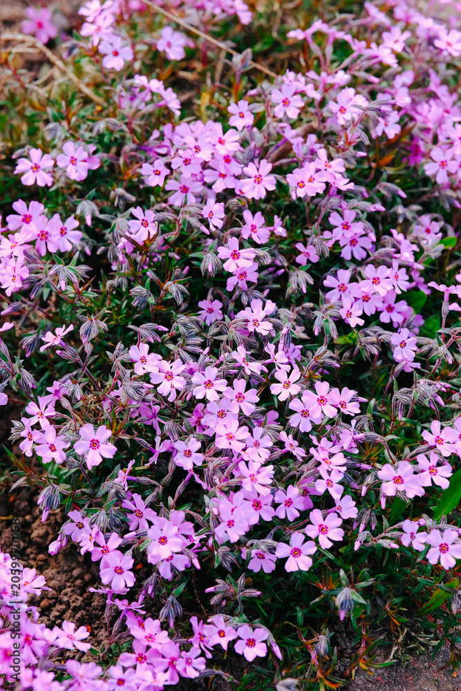 Obraz premium Ground cover of small pink flowers growing outdoors