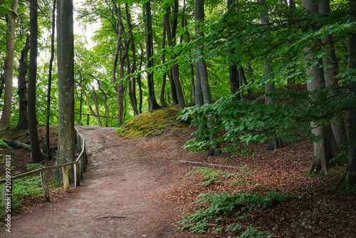 View of a hiking trail with exposed roots in Jasmund National Park on the island of Rügen, Baltic Sea – Germany. 