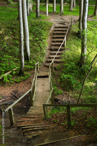 View of a hiking trail with wooden steps in Jasmund National Park on the island of Rügen, Baltic Sea – Germany.