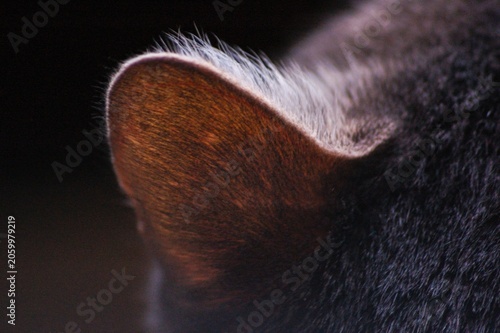 Macro Close Up of Cat Ear with Soft Backlight and Dark Background