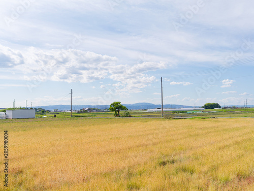 Golden Wheat Field and Mountain Landscape in Rural Japan