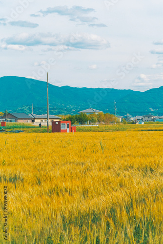 Golden Wheat Field and Mountain Landscape in Rural Japan