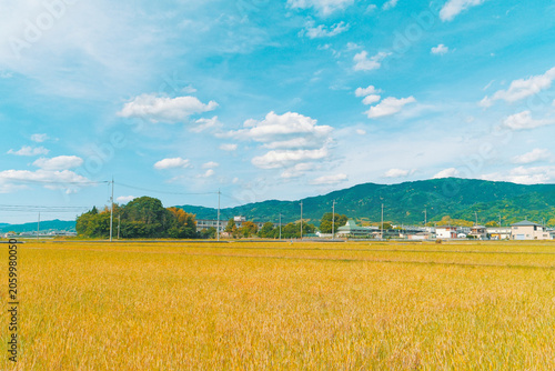 Golden Wheat Field and Mountain Landscape in Rural Japan