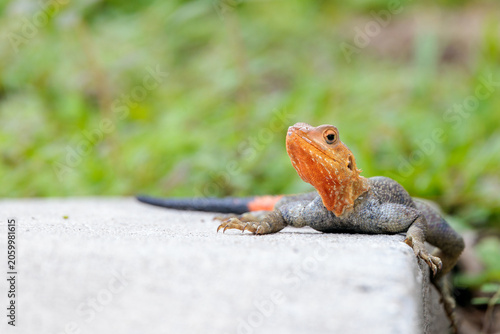 Fotografie A Peter's rock agama (Agama picticauda), a nonnative species in Florida