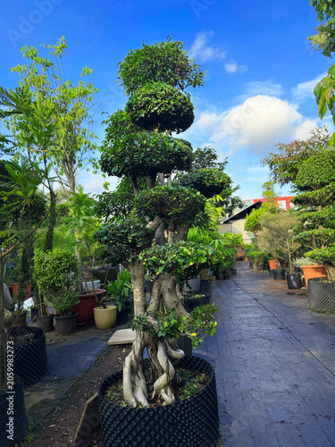 Bonsai tree in garden
