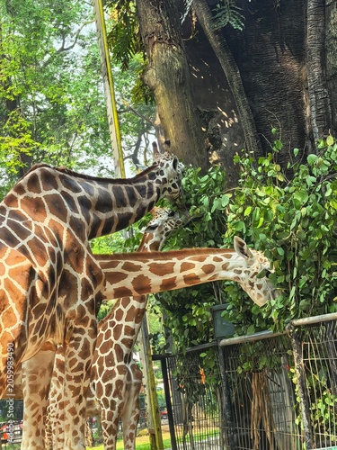 Photography Giraffes eating leaves