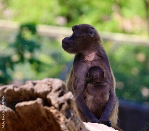 Foto Monkey and baby